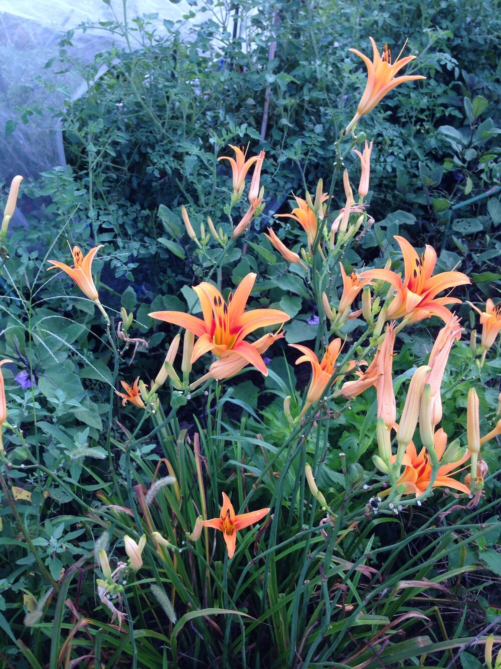 このオレンジの花の名前を教えてください - ユリ科の宿根草日光キスゲ このオレンジの花の名前を教えてください - ユリ科の宿根草日光キスゲ