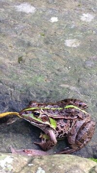 関東住みなのですが このカエルはダルマガエルなのかトノサマガエルなの Yahoo 知恵袋