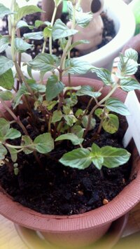 バジルを育てていたら花が咲いてしまったのですが 花をつめばまた Yahoo 知恵袋