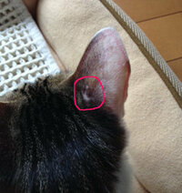 飼い猫の耳のつけ根に小さなハゲ 画像あり があります これって 感染症か何かの Yahoo 知恵袋