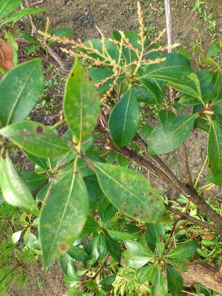 最も欲しかった アセビ 葉が 茶色 誕生 日 ライン 友達