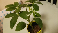 観葉植物 今日ダイソーの100均のカポックを買いました この後 Yahoo 知恵袋