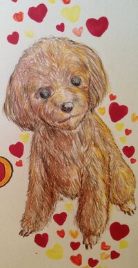 始めて犬の絵 自分の犬 を描いてみました 全て色鉛筆で描いたものです トイプー Yahoo 知恵袋
