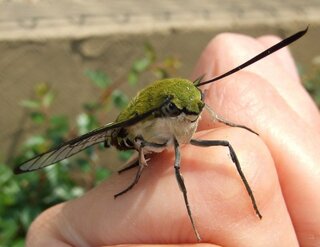 最近オオスカシバと言う蛾の成虫を飼っているのですが 餌はどうすればいいのでしょ Yahoo 知恵袋