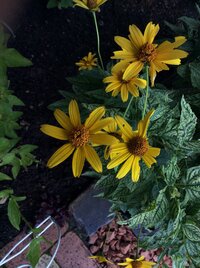 この花の名前を教えて下さい 夏中咲いていて高さが６０cm位あって葉が網目北海道 Yahoo 知恵袋