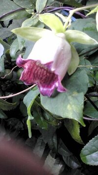 釣鐘型 の花の名前を教えてください 最近 実家の庭に咲いていました Yahoo 知恵袋