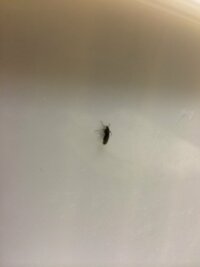 コバエのような黒い虫 ここ2 3日 5ミリ程のコバエのような黒い虫が部屋の中を飛 教えて 住まいの先生 Yahoo 不動産