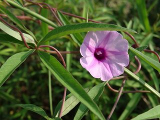 この花はヒルガオの仲間でしょうか ホシアサガオくらいの小さな花なのですが 花弁 Yahoo 知恵袋