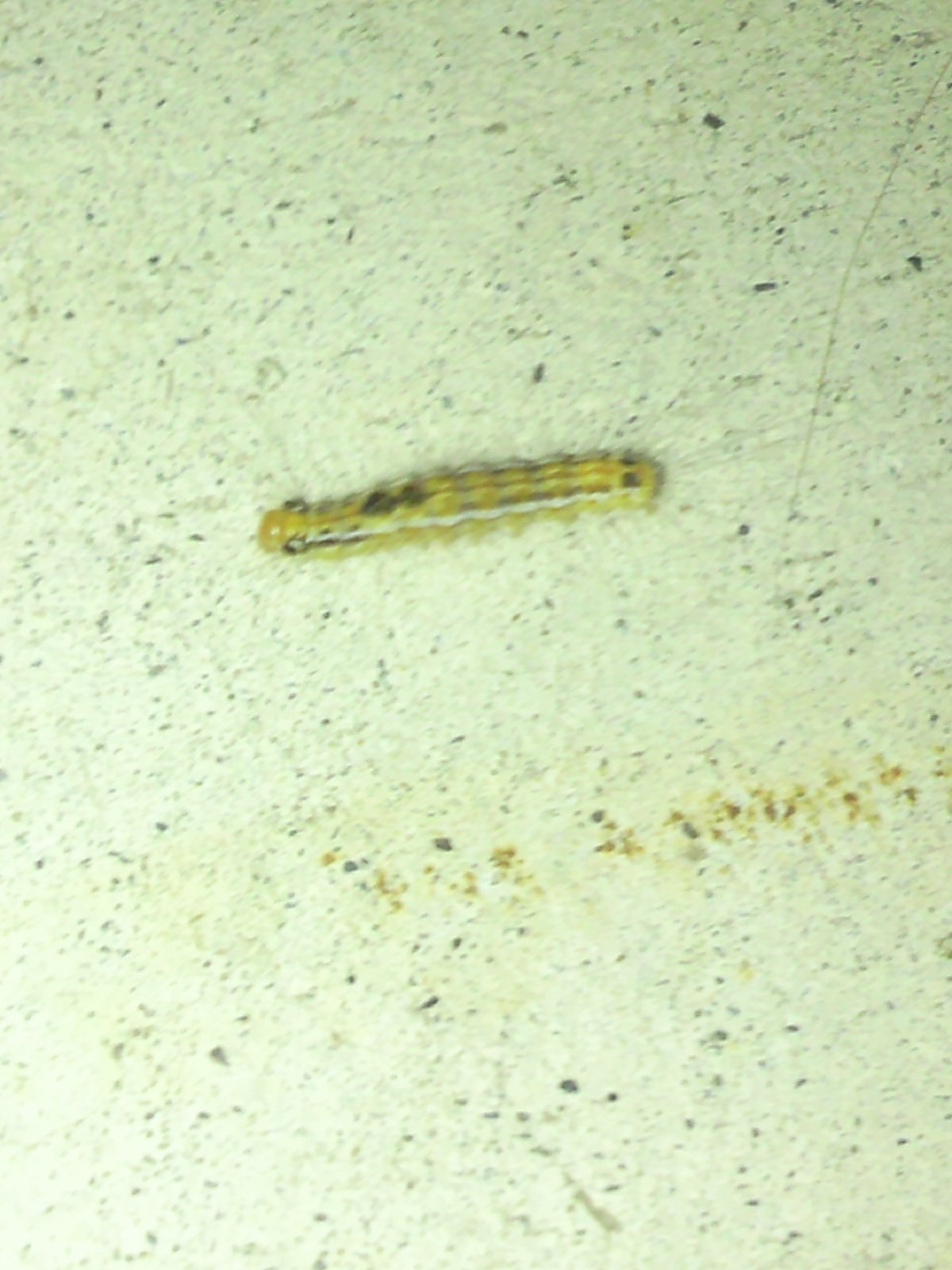 TOEICの受験会場には大体５００～７００人位の受験者が来るものですか 