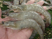 一つテンヤ釣法を陸っぱりですることはできますか そこそこ大きい根魚が Yahoo 知恵袋
