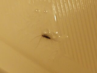 今日お風呂場でゴキブリのような小さい虫を見つけました これは ゴキブ Yahoo 知恵袋