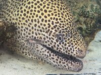 動物 このウツボの名前は 海水 最大180cm 画像あり 沖縄のあ Yahoo 知恵袋