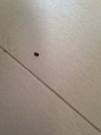 画像注意 この虫はゴキブリですか 1 2mmくらいの虫が部屋に湧くようになりま 教えて 住まいの先生 Yahoo 不動産