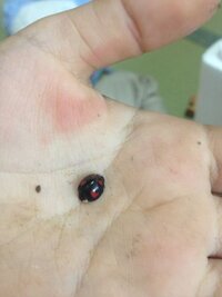 このてんとう虫の種類は何かわかりますか 教えてください Yahoo 知恵袋