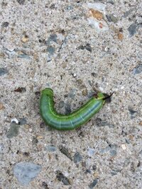 くちなしの花に付く虫の予防又退治の方法をお願いします 八重コクチナシ鉢植えで Yahoo 知恵袋