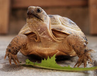 生後約半年のロシアリクガメの脱皮について生後約半年65mm 73g 飼い始めて Yahoo 知恵袋