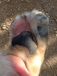 至急お願いします 愛犬のびっこ 今日の夕方から愛犬 チワワ８歳 Yahoo 知恵袋