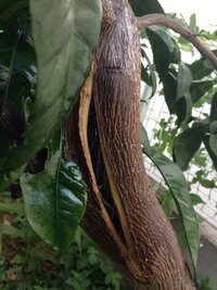 みかんの木は挿し木が可能ですか 接ぎ木の場合は その作り方を教えてください Yahoo 知恵袋