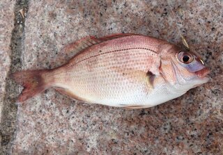この魚は何ですか 鯛に見えたんですが ウミタナゴとはちょっと顔が違う Yahoo 知恵袋