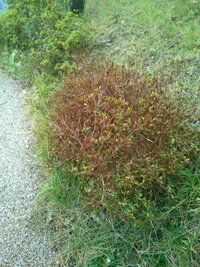 ツツジの葉の色が良くありません 全体的に緑が薄く又茶色も入っています 花芽は出 Yahoo 知恵袋