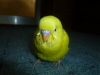 セキセイインコのなつかせ方 僕は生後3週間のセキセイインコを飼い始めま Yahoo 知恵袋