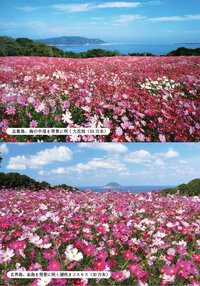 世界に一つだけの花 の歌詞を印刷したいのですが できるサイトがあり Yahoo 知恵袋