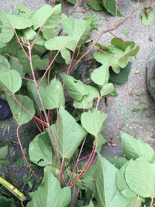 教えてください この雑草はなんでしょうか 茎は茶色で 非常に太いです ア Yahoo 知恵袋