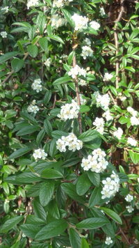 この花の名前わかりますか コデマリに似ていますが よく見ると違う気が Yahoo 知恵袋