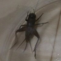 鈴虫 こおろぎは空中を飛びますか 鈴虫やコオロギ Yahoo 知恵袋