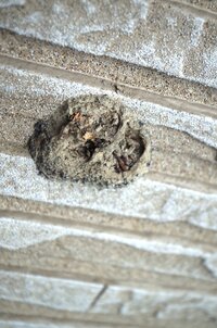 外壁に土でできた虫の卵の様なものが着いていました 泥で固まっていて 非常に堅く Yahoo 知恵袋