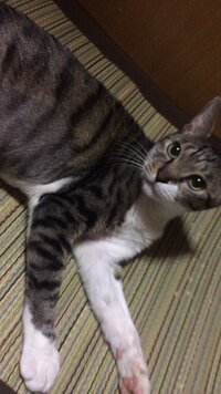 現在ペット不可のマンションで二匹の猫を飼っています 家主は隣のマンシ 教えて 住まいの先生 Yahoo 不動産