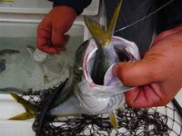 コハダ酢漬けにもアニサキスはいるものなんでしょうか 昨日買 Yahoo 知恵袋