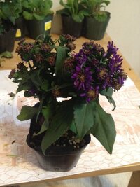 花の名を知りたい薄紫色マーガレットににてる 葉はギザギザしてない オ Yahoo 知恵袋