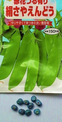 市販のフィルムコート チラウム剤処理済 された種子は一晩あるいは一昼夜水につけ Yahoo 知恵袋