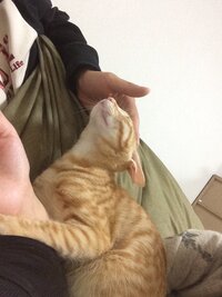 猫の噛み癖についてです 3ヶ月の子猫を譲り受けました わたしは噛まれないのです Yahoo 知恵袋