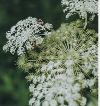 この写真の植物の名前わかりませんか セリ科の植物なのは間違いな Yahoo 知恵袋