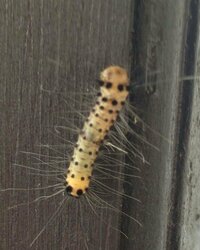 外壁にヤネホソバと思われる毛虫が数日前から発生しています この虫は苔を Yahoo 知恵袋