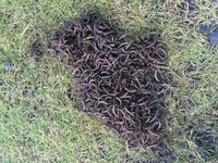 庭の芝生のところに黒い塊が現れ何かと思ったら 大量の黒い小さい虫 Yahoo 知恵袋