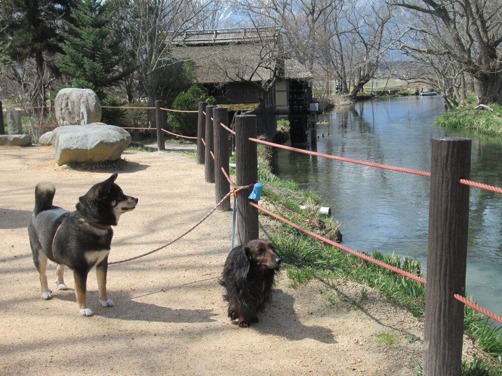 柴犬の毛質について。私の周りにいる柴犬は、黒柴は直毛なのに、茶柴は縮... - Yahoo!知恵袋