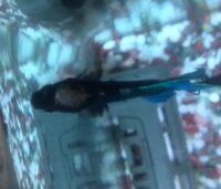 ヒーターの吸盤通す穴にベタが挟まってしまったんですがヒーターの会社に事故があ Yahoo 知恵袋