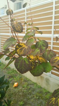カツラの葉が黒いのですが 何か病気か 管理の問題でしょうか それともカツラは黒 Yahoo 知恵袋