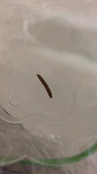 2週間程前から 台所周りに体長1cm弱 体色は黒茶の縞模様の幼虫が繁 Yahoo 知恵袋
