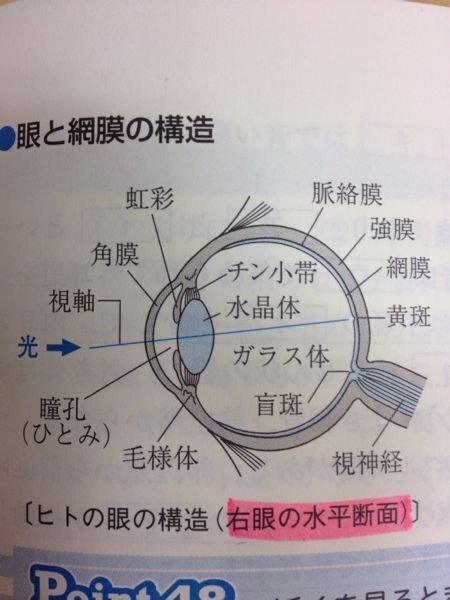 生物の質問です この図はなぜ左目でなく右目の水平断面だと分かるのですか Yahoo 知恵袋