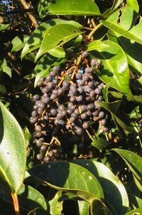 子供のころ食べていた木の実で 赤い実と緑の実がくっついてなっていて Yahoo 知恵袋