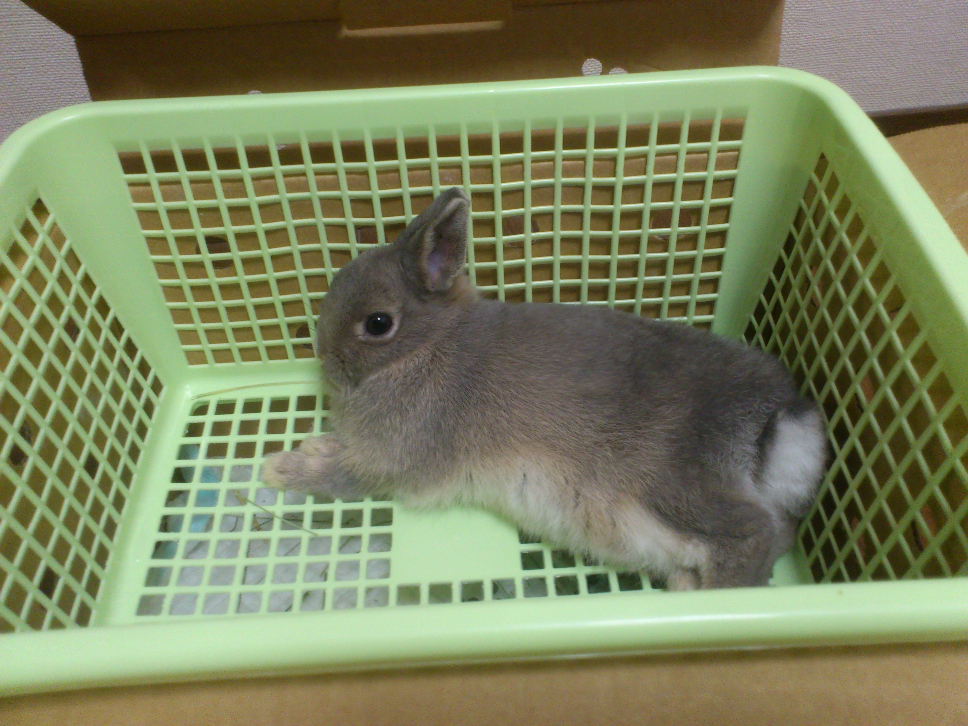 ネザーランドの飼育環境について質問です 現在ウサギ専門店からお迎えし Yahoo 知恵袋