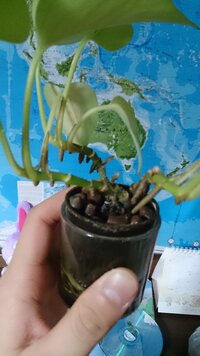 気味が悪いです
観葉植物に水:ブラックコーヒーを8:2で混ぜたものを与えたら、
今まで何もなかったのですが
茎から下に向かって茶色い茎みたいなものが節々から生えてきました。。。
これは いったいなんなのでしょう？！
日に日に大きくなります

誰か教えてください