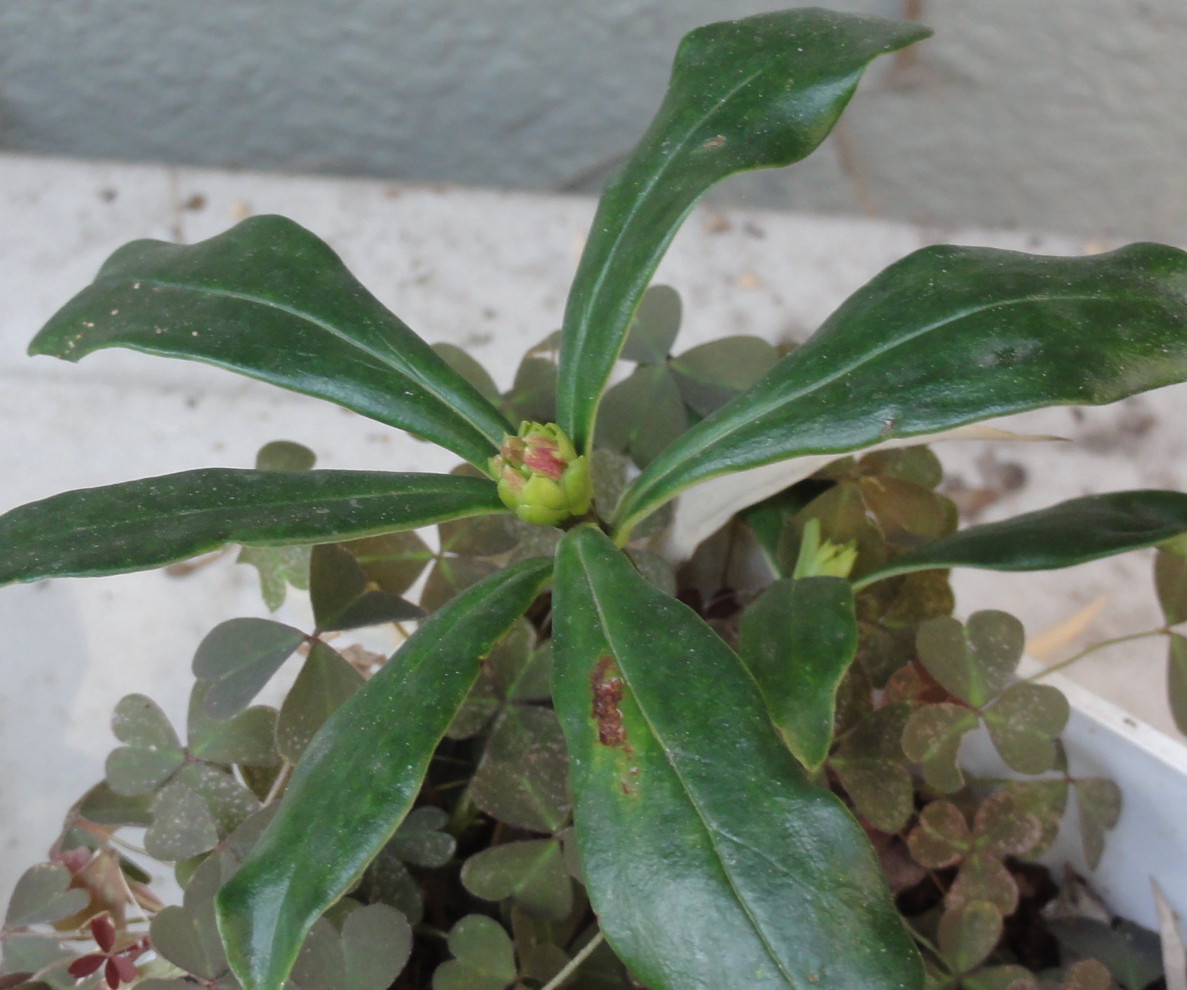 沈丁花のつぼみが膨らんでました。いつ咲くでしょう。他の鉢はまだ蕾が