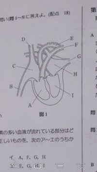 この図の下大静脈上大静脈下大動脈上大動脈の場所を教えて欲しいです 下大動脈 Yahoo 知恵袋