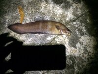 12月の始めの夜 西伊豆でサンマを餌に底釣りをしていたらこんな魚が Yahoo 知恵袋