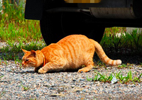 以前 猫はよく自分の手をなめるのはどうして という質問をしました 今回も似 Yahoo 知恵袋